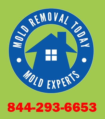 mold removal