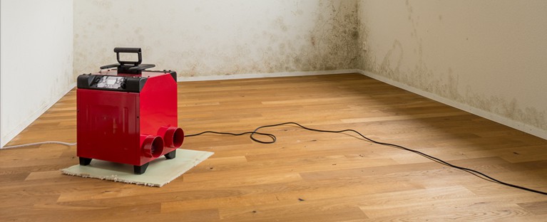 Understanding Mold in Your Home