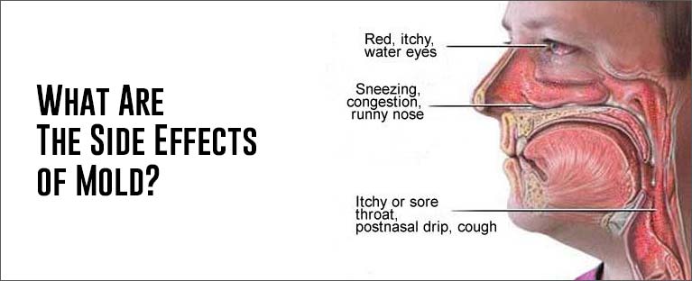 Effect of Mold