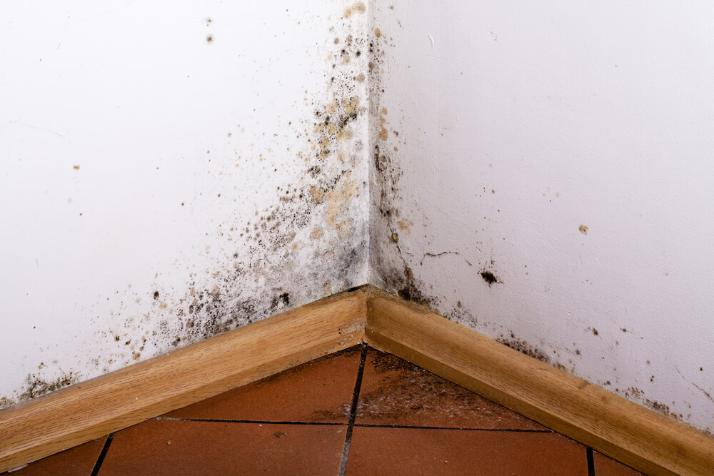 Mold in wall